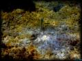 DSC02462 - retouche 1